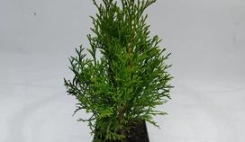 Spygliuotis, vakarinė tuja "Smaragd", aukštis 25-35 cm., vazonėlio skersmuo 9 cm.