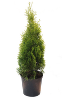 Lauko augalas tuja, auginta vazone, Ø 17, 40 - 60 cm, lot. Thuja Smaragd
