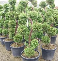 Spygliuotis, tuja vakarinė "Brabant" (bonsai), aukštis 125 cm., vazonas 55 l.