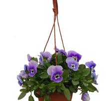 Vienmetė gėlė, našlaitė svyranti, vazonėlio skersmuo 15 cm.