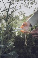 fiskars garden - Fiskars Universal Garden Scissors S92 18cm - 4 nuotrauka