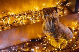 ismanieji - Kalėdinė išmanioji lempučių girlianda Twinkly Cluster- 400 Led 5x07m - 4 nuotrauka