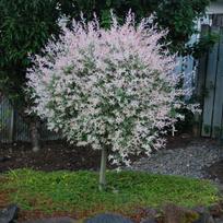 Dekoratyvinis medis, gluosnis "Hakuro Nishiki", vazonas 3 l.