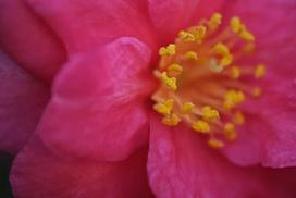 macro lens - Fujifilm 60mm F2.4 XF Macro - 7 nuotrauka