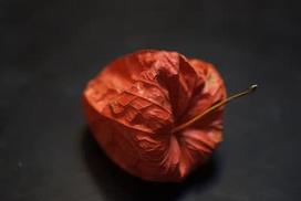 macro lens - Fujifilm 60mm F2.4 XF Macro - 9 nuotrauka