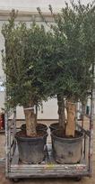 Dekoratyvinis krūmas, alyvmedis "Europaea", vazonėlio skersmuo 55 cm.