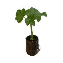 Svyrančių pelargonijų sėklos, 7 vnt./pak.