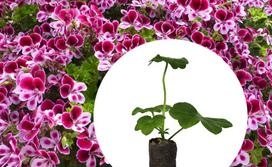 pelargonija - Svyrančių pelargonijų sėklos, 7 vnt./pak. - 2 nuotrauka