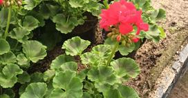 Lauko augalas pelargonija (krūminė), vazonėlio skersmuo 12 cm.