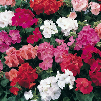 geles vienmetes - Lauko augalas pelargonija (krūminė), vazonėlio skersmuo 12 cm. - 2 nuotrauka