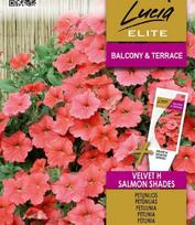 petunija - Petunijų-surfinijų sėklos VELVET H SALMON SHADES, 7 vnt./pak. - 2 nuotrauka