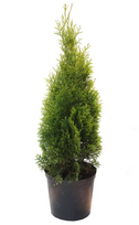 Lauko augalas tuja, Ø 26, 120 - 140 cm, lot. Thuja Smaragd