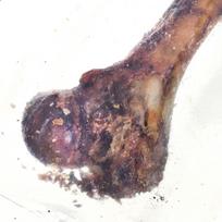 kumpis - Skanėstas šunims Petmex Ham Bone - 2 nuotrauka