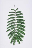 Kilimas Conceptum Hypnose WOOKECE192, įvairių spalvų, 100 cm x 60 cm