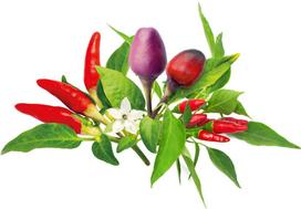 pipiru seklos - Click & Grow sėklos Čili pipirų mišinys, 9 vnt. - 1 nuotrauka