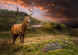 Fototapetas Artgeist Deer On Hill 5XLFT1979, 315 cm x 450 cm