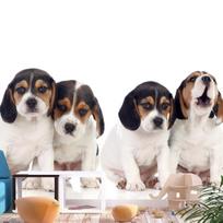 Fototapetas Artgeist Sad Puppies, 70 cm x 98 cm