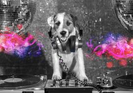 Fototapetas Artgeist Dj Dog, 175 cm x 250 cm