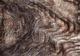 Fototapetas Artgeist Signs Of The Times - An Abstract Background With The Wrinkled Bark Of An Old Tree, 140 cm x 196 cm