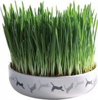 Žolė katėms Trixie Grass 42341, 0.05 kg