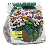 Krokų svogūnėliai, lot. CROCUS BOTANISCH MIX, 60 vnt