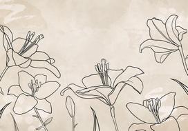 Fototapetas Artgeist Sketch Of Nature - Minimalist Lineart With Lily Flowers On A Beige Background, 105 cm x 147 cm