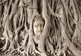 Fototapetas Artgeist Buddha'S Tree 4XLFT860, 280 cm x 400 cm