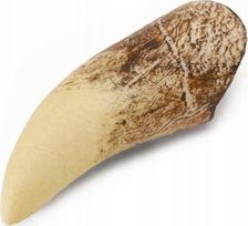 Žaislinė figūrėlė Collecta Tooth Of Tyrannosaurus Rex 89281, 8 cm, balta
