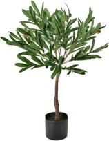 Dirbtinis augalas vazone, alyvmedis Mondex Viridis, ruda/žalia (Brown/Green), 72 cm