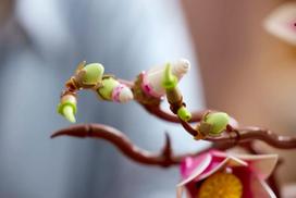 lego botanical - LEGO BOTANICALS Magnolia Branches 11510 - 10 nuotrauka