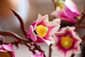 lego botanical - LEGO BOTANICALS Magnolia Branches 11510 - 11 nuotrauka