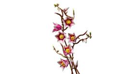 lego botanical - LEGO BOTANICALS Magnolia Branches 11510 - 15 nuotrauka