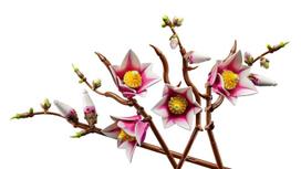 lego botanical - LEGO BOTANICALS Magnolia Branches 11510 - 17 nuotrauka