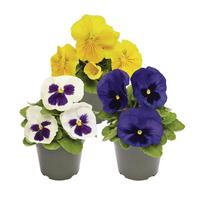 Lauko augalas našlaitė, Ø 9, 15 cm, lot. Viola F1