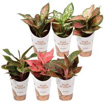 Vazoninis augalas aglaonema, Ø 12, 35 cm, lot. AGLAONEMA STAR COLLECTION