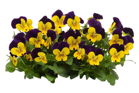 Lauko augalas našlaitė, Ø 9, 10 cm, lot. VIOLA