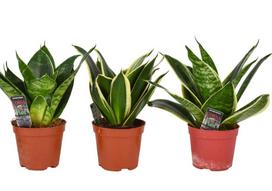Vazoninis augalas sansevjera, Ø 9, 30 cm, lot. Sansevieria mix