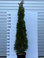 Spygliuotis, tuja vakarinė "Smaragd", aukštis 190 cm., vazonėlio skersmuo 29 cm.