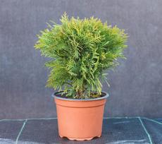 Spygliuotis, tuja vakarinė "Danica", vazonėlio talpa 2 l.