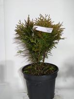 Spygliuotis, tuja vakarinė "Danica", vazonas 3 l.
