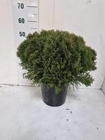 Spygliuotis, tuja rutulinė "Danica", vazonėlio skersmuo 27 cm.