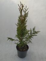Spygliuotis, tuja vakarinė "Aureospicata", vazonas 3 l.
