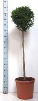 Spygliuotis, tuja vakarinė "Brabant", ant stiebo, aukštis 90 cm., vazonas 12 l.