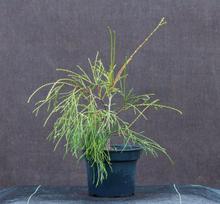 Spygliuotis, vakarinė tuja "Filiformis", aukštis 20-40 cm., vazonas 2 l.