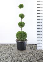 Spygliuotis, tuja vakarinė "Smaragd" (Pom Pom), aukštis 100 cm., vazonas 12 l.