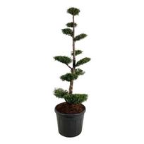 Spygliuotis, tuja vakarinė "Brabant" (bonsai), aukštis 150-175 cm., vazonas 90 l.