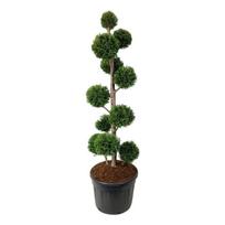 Spygliuotis, tuja vakarinė "Brabant" (Pom Pom), aukštis 175-200 cm., vazonas 130 l.