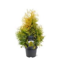 Spygliuotis, tuja vakarinė "Yellow Ribbon", vazonėlio skersmuo 19 cm.