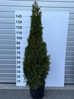 Spygliuotis, tuja vakarinė "Smaragd", aukštis 150 cm., vazonėlio skersmuo 33 cm.