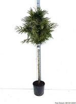 Spygliuotis, tuja "Aurea", ant stiebo, vazonėlio skersmuo 32 cm.